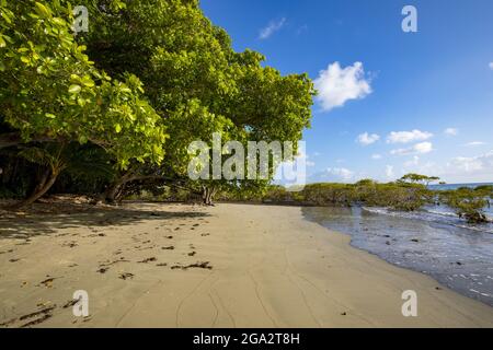 Nahaufnahme eines Sandstrandes mit Mangrovenbäumen an der Küste von Cape Tribulation, wo der Daintree-Regenwald auf das Korallenmeer am Pa... Stockfoto