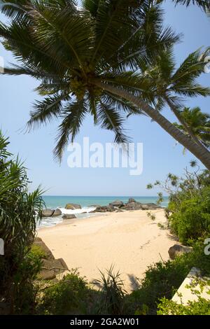 Blick durch die Palmen (Arecaceae) am Sandstrand am Indischen Ozean am Kumu Beach im Teardrop Boutique Hotel in der Nähe von Balapitiya Stockfoto