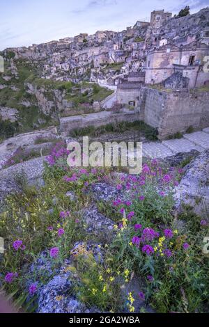 Wildblumen, die in der Dämmerung auf den Klippen wachsen, werfen einen violetten Farbton über das Stadtbild der alten Höhlenwohnungen der Sassi di Miera Stockfoto