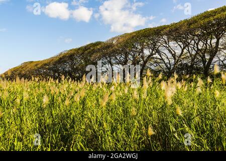 Nahaufnahme einer Zuckerrohrernte (Saccharum officinarum) mit einer Reihe von Bäumen vor blauem Himmel; Kehei, Maui, Hawaii, Vereinigte Staaten von Amerika Stockfoto