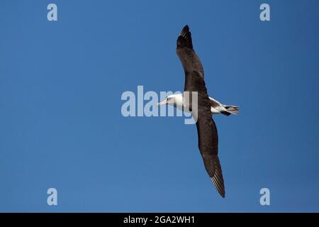 Laysan Albatross fliegt im blauen Himmel über dem Kilauea Point National Wildlife Refuge an der Nordküste von Kauai, Hawaii (Phoebastria immutabilis) Stockfoto