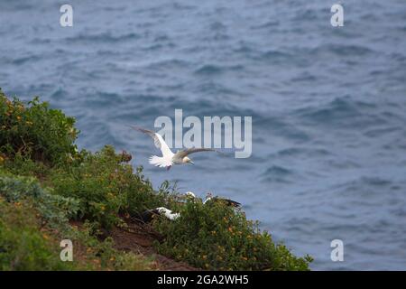 Rotfußbooby landet auf einem Felsslistennest über dem Pazifischen Ozean im Kilauea Point National Wildlife Refuge, Kauai (Sula sula rubripes) Stockfoto