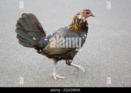 Buntes wildes Huhn, das eine Straße in Lihue, Kauai, Hawaii überquert (Gallus gallus domesticus) Stockfoto