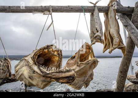 Nahaufnahme von Kabeljau auf dem Trockengestell der Lofoten-Inseln an den Ufern der Norwegischen See im Nordatlantik; Lofoten, Polarkreis, Norwegen Stockfoto