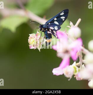 Nahaufnahme eines neunfleckigen Motten- oder Gelbgurtfalter (amata fegea) auf einer Brombeerblüte (rubus), die im Mattinata Gargano National Park gesehen wird Stockfoto