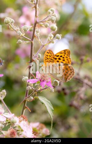 Nahaufnahme eines silbergewaschenen frittillären Schmetterlings (argynnis paphia) auf einer Brombeerblüte (rubus), gesehen in Mattinata, Gargano National Park, Apulien Stockfoto