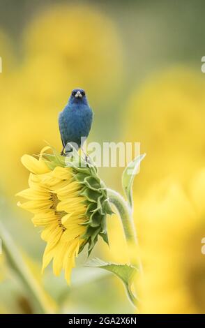 Ein Indigo-Ammer (Passerina cyanea), der auf einer Sonnenblume (Helianthus) thront; Maryland, Vereinigte Staaten von Amerika Stockfoto