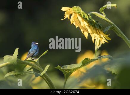 Ein Indigo-Ammer (Passerina cyanea), der auf einer Sonnenblumenpflanze (Helianthus) thront und einen großen Sonnenblumenkopf betrachtet; Maryland, Vereinigte Staaten von Amerika Stockfoto