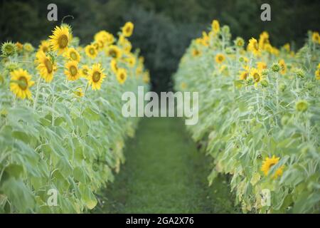 Ein Feld von Sonnenblumenreihen (Helianthus), das im Sommer blüht; Virginia, Vereinigte Staaten von Amerika Stockfoto