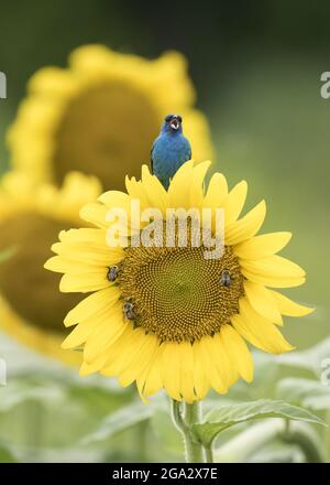 Ein Indigo-Ammer (Passerina cyanea), der auf einer Sonnenblume (Helianthus) thront; Maryland, Vereinigte Staaten von Amerika Stockfoto