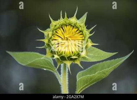 Nahaufnahme der Sonnenblume (Helianthus) mit verschlossenen Blütenblättern kurz vor der Blüte; Virginia, Vereinigte Staaten von Amerika Stockfoto