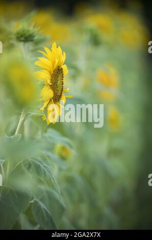 Nahaufnahme der Sonnenblume (Helianthus) in einem Feld Sonnenblumen blühen im Sommer; Virginia, Vereinigte Staaten von Amerika Stockfoto