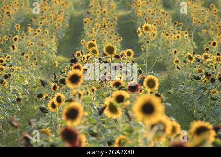 Übersicht über ein Sonnenblumenfeld (Helianthus) mit dunkler Mitte, blühend auf einem Feld im Sommer; Virginia, Vereinigte Staaten von Amerika Stockfoto