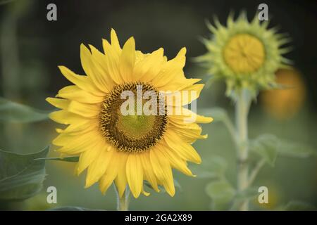 Nahaufnahme einer Sonnenblume (Helianthus), die im Sommer auf einem Feld blüht; Virginia, Vereinigte Staaten von Amerika Stockfoto