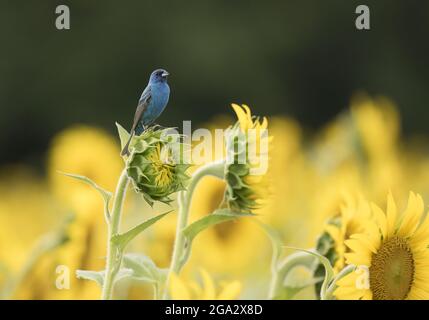 Ein Indigo-Ammer (Passerina cyanea), der auf einer Sonnenblume (Helianthus) thront; Maryland, Vereinigte Staaten von Amerika Stockfoto