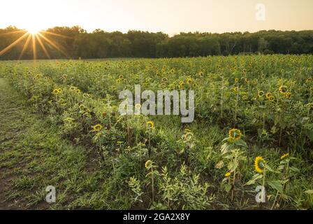 Sonnenaufgang über einem Sonnenblumenfeld (Helianthus) mit Blick auf die Sonne, blüht im Sommer; Virginia, Vereinigte Staaten von Amerika Stockfoto