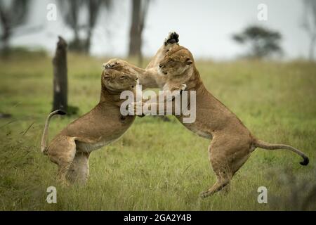 Zwei Löwinnen (Panthera leo leo) kämpfen auf ihren Hinterbeinen miteinander. Sie haben hellbraunes Fell und ringen mit ihren Vorderbeinen. Ki ... Stockfoto