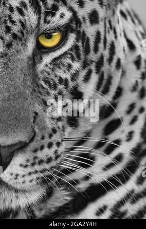 Selektive Farbaufnahme eines männlichen Leoparden (Panthera pardus), das auf die Kamera starrt. Es hat ein braunes, geflecktes Fell, Whisker und ein grünes Auge, Ma... Stockfoto