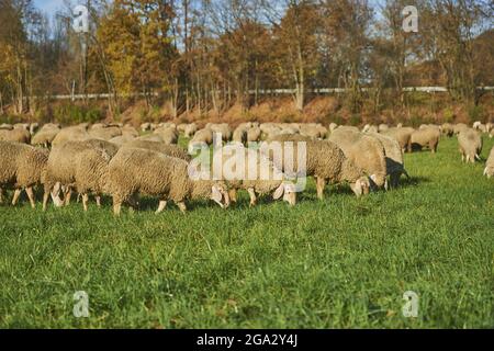 Hausschafe (Ovis aries) grasen auf einer Wiese; Bayern, Deutschland Stockfoto