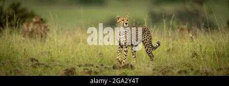 Panorama der Geparden (Acinonyx jubatus), die im langen Gras wandern, Maasai Mara National Reserve; Narok, Masai Mara, Kenia Stockfoto