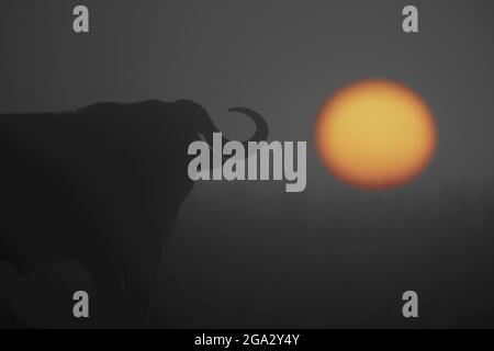 Ein hintergrundbeleuchteter Kapbüffel (Syncerus Caffer) steht bei Sonnenaufgang der Kamera gegenüber. Sein Körper ist in Silhouette, und die Sonne steigt über dem Horizont behin... Stockfoto