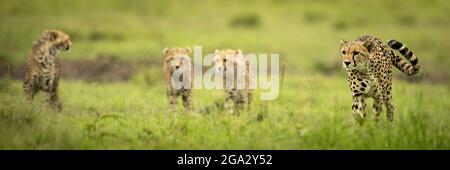 Panorama der Geparden (Acinonyx jubatus) beim Wandern mit drei Jungen, Maasai Mara National Reserve; Narok, Masai Mara, Kenia Stockfoto