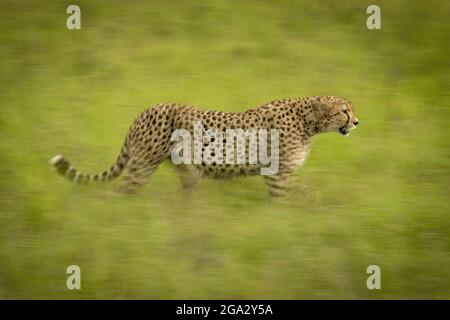 Langsame Pfanne mit offenem Gepard (Acinonyx jubatus), die Gras kreuzt, Maasai Mara National Reserve; Narok, Masai Mara, Kenia Stockfoto