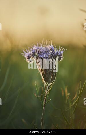 Nahaufnahme einer lacy Phacelia, blue tansy oder purpurne tansy (Phacelia tanacetifolia) Blüte; Bayern, Deutschland Stockfoto