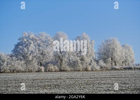 Raureif, der einen Baumhain entlang eines leeren Feldes bedeckt; Deutschland Stockfoto