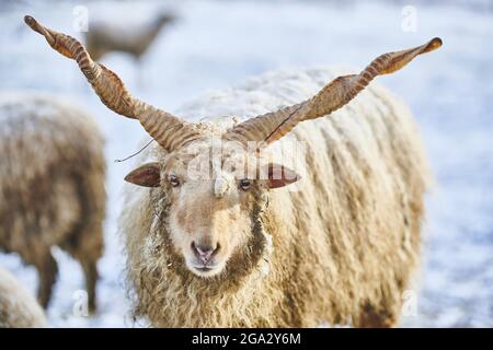 Nahaufnahme eines Hortobagy Racka Schafes (Ovis aries strepsiceros hungaricus) im Winter Stockfoto