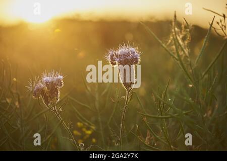 Nahaufnahme von zwei Spitzen-Phacelien, blauer oder violetter Blütenpracht (Phacelia tanacetifolia); Bayern, Deutschland Stockfoto