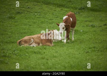 Eine Kuh (Bos taurus), die zu einer anderen Kuh hinübergeht, die auf dem Gras auf einer Wiese liegt; Bayern, Deutschland Stockfoto