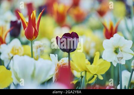 Nahaufnahme eines farbenfrohen Feldes von Didier-Tulpen- oder Gartentulpen (Tulipa gesneriana)-Blüten; Bayern, Deutschland Stockfoto