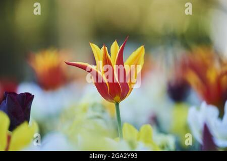 Nahaufnahme eines bunten Feldes von Didier-Tulpen- oder Gartentulpenblüten (Tulipa gesneriana), mit Fokus auf einer roten und gelben Blüte; Bayern, Deutschland Stockfoto
