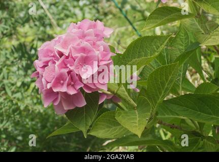 Hortensia-Strauch mit rosa Blüten im Garten. Hortensien sind auch als Hortensien bekannt. Stockfoto