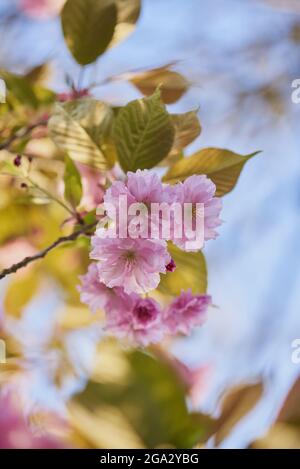 Japanische Kirsche (Prunus serrulata) blüht am Zweig; Bayern, Deutschland Stockfoto