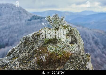 Nahaufnahme einer verschneiten Schottenkiefer (Pinus sylvestris), die auf dem Gipfel des Mount Vapec in den Strazov-Bergen sackelt Stockfoto