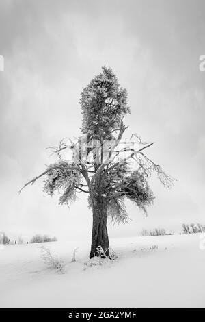 Frostige Bäume im Winter; Thunder Bay, Ontario, Kanada Stockfoto