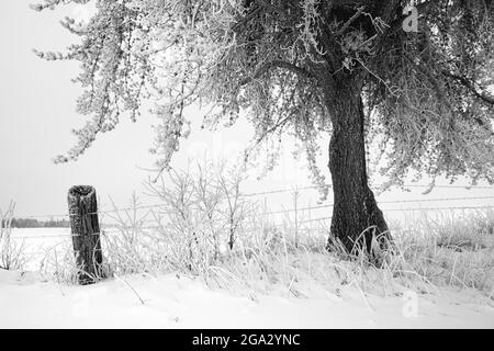 Frostige Bäume im Winter; Thunder Bay, Ontario, Kanada Stockfoto