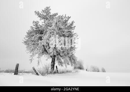 Frostige Bäume im Winter; Thunder Bay, Ontario, Kanada Stockfoto