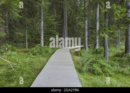 Weg durch den Wald am Arbersee, Bayerischer Wald; Bayern, Deutschland Stockfoto