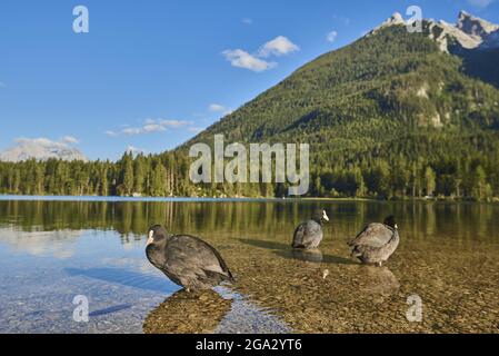 Eurasische Blässhühner (Fulica atra) stehen in den unberührten Gewässern des Hintersees in den bayerischen Alpen; Berchtesgadener Land, Ramsau, Bayern, Deutschland Stockfoto