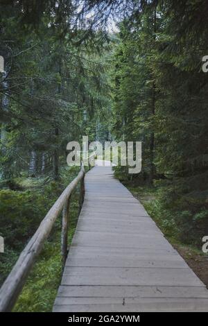 Weg durch den Wald am Arbersee, Bayerischer Wald; Bayern, Deutschland Stockfoto