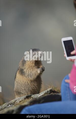 Tourist mit Smartphone fotografiert einen Almmarmot (Marmota marmota), der in der Nähe steht, Großglockner (Großglockner) Stockfoto