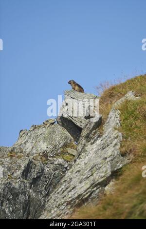 Murmeltier (Marmota marmota) auf einer Felswand am Großglockner (Großglockner); Nationalpark hohe Tauern, Österreich Stockfoto