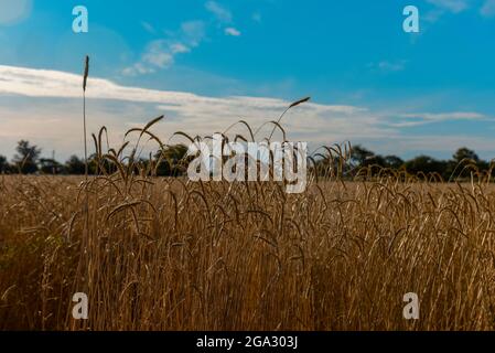 Feld gesät mit Weizen bereit zur Ernte, La Pampa Provinz , Patagonien , Argentinien. Stockfoto