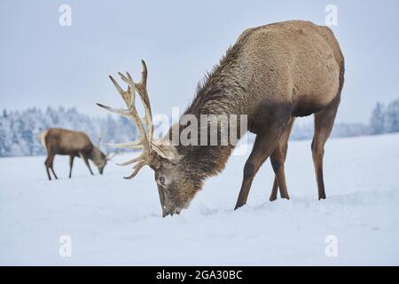 Rotwild (Cervus elaphus) auf einer verschneiten Wiese; Bayern, Deutschland Stockfoto