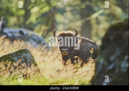 Europäischer Wisent (Bison bonasus) auf einer Waldlichtung, Nationalpark Bayerischer Wald; Bayern, Deutschland Stockfoto