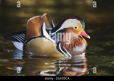 Mandarinente (Aix galericulata) Männchen schwimmend auf einem See; Bayern, Deutschland Stockfoto