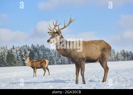 Rotwild (Cervus elaphus) auf einer verschneiten Wiese; Bayern, Deutschland Stockfoto